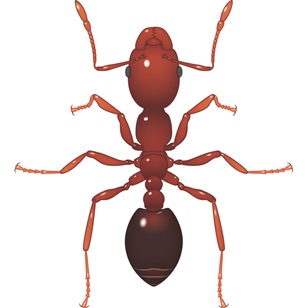 Antalya Ateş Karıncası / Kırmızı Ateş Karıncası İlaçlama